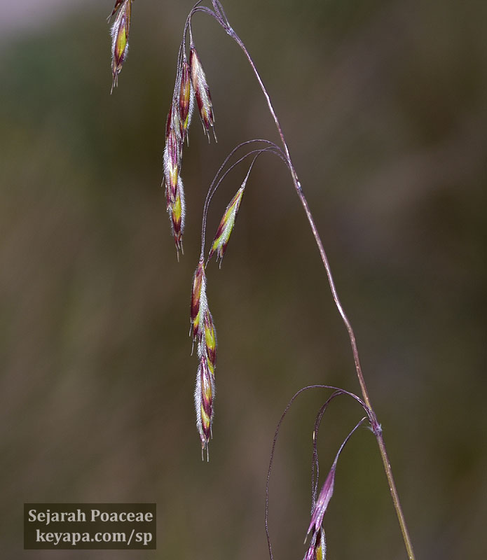 Bromus lanatus (?) at the Páramo above Quito.