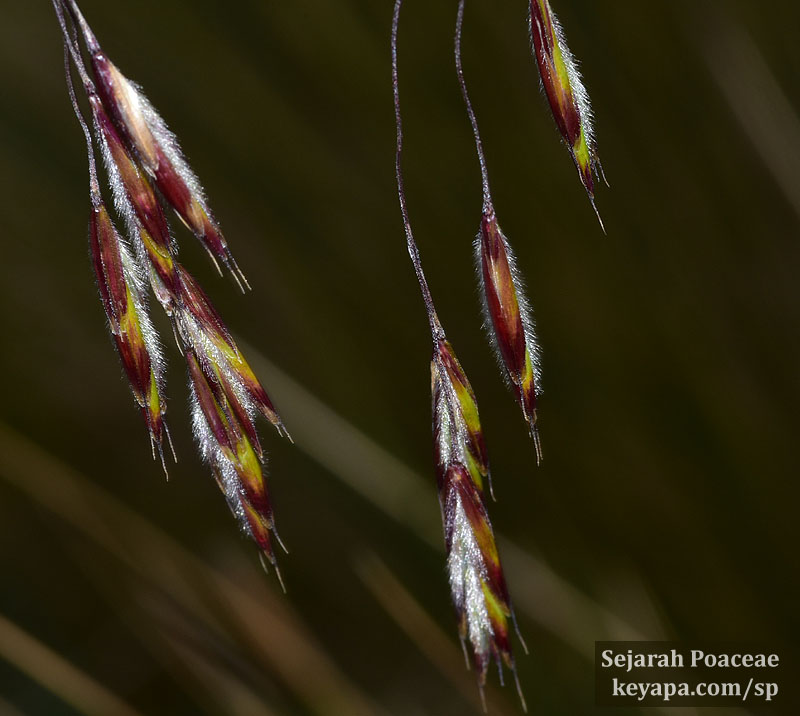 Bromus lanatus at the Páramo above Quito.