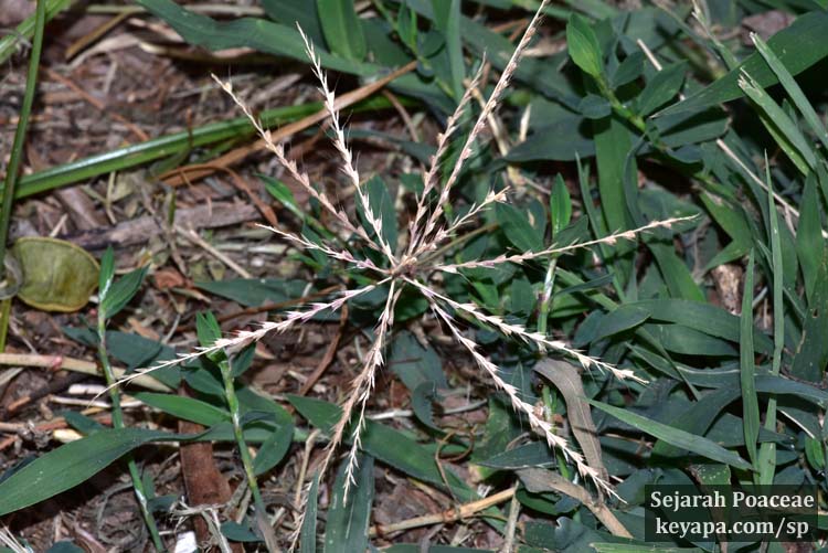 Chloris verticillata thrives on a "prairie sidewalk" in Middletown, NJ.