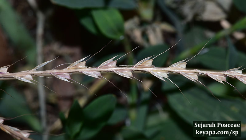 Chloris verticillata seeds on a "prairie sidewalk" in Middletown, NJ.