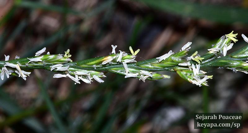 Lolium perenne inflorescence surviving on a "prairie sidewalk" in Middletown, NJ.