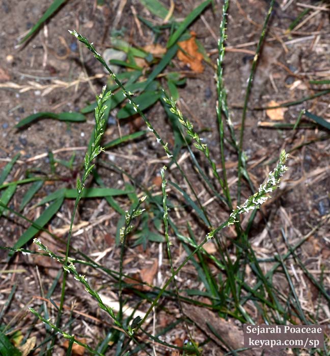Lolium perenne surviving on a "prairie sidewalk" in Middletown, NJ.