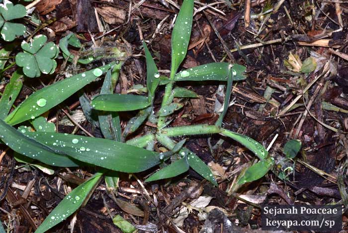 Digitaria sanguinalis (?) on sidewalk prairie, in Middletown, NJ.