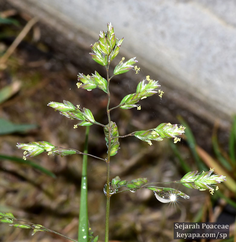 Poa annua on sidewalk prairie, in Middletown, NJ.