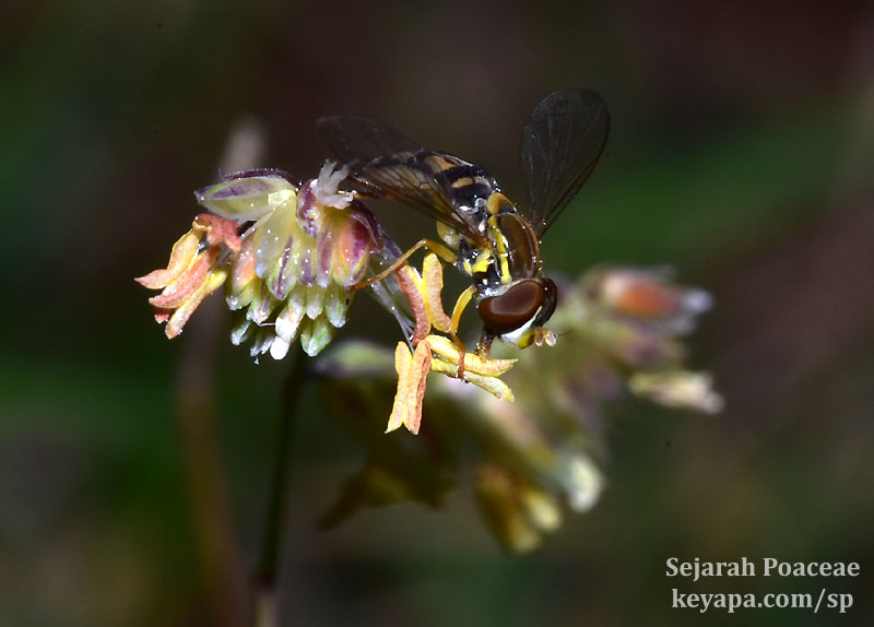 Bouteloua dactyloides inflorescence with hoverfly lapping at pollen.