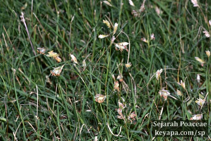 Bouteloua dactyloides male inflorescence at Rutgers University's Library of Science and Medicine (LSM).