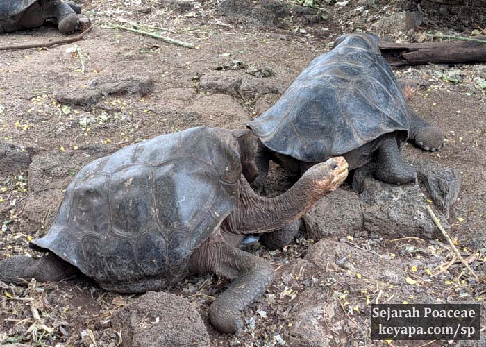 Giant Tortoise at Santa Cruz Island, Galapagos, Ecuador.
