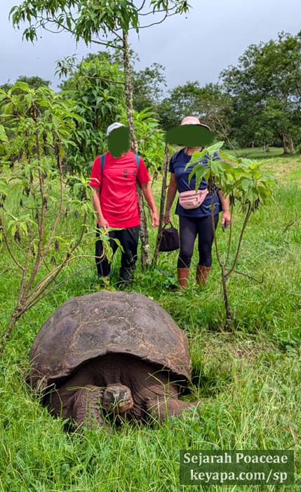 Giant Tortoise at Santa Cruz Island, Galapagos, Ecuador.
