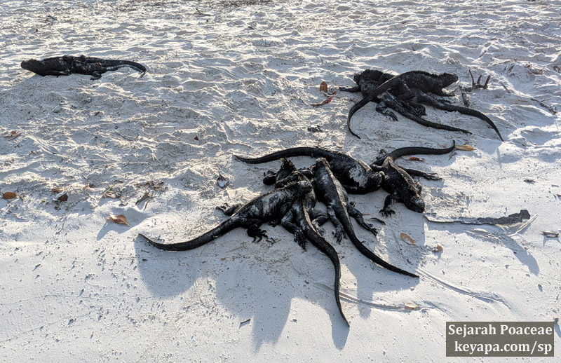 Marine Iguanas stay chill under the hot sun.