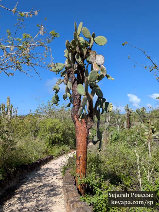 Opuntia giants dotted the landscape in Santa Cruz Island, Galapagos, Ecuador.