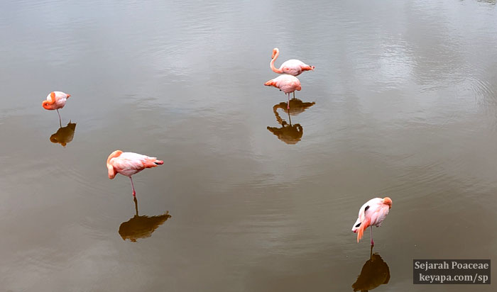 Flamingoes nearby at the Flamingo Park in the town of Puerto Villamil, in Isla Isabela, Galapagos Islands.