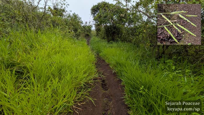 Paspalum sp dominating path towards Volcan Sierra Negra in Isla Isabela, Galapagos.