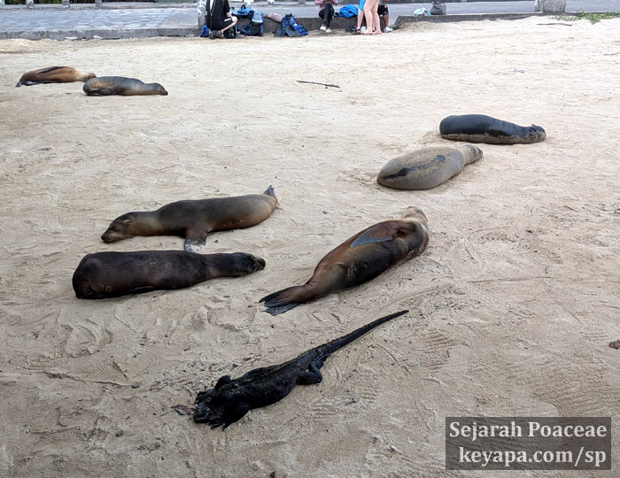 Sea lions and marine iguanas sunning themselves and ignoring the beach goers in the beaches of Isla Isabela, Galapagos Islands.