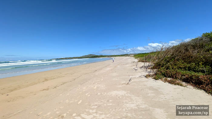 Pristine beaches are NOT a rarity in Isla Isabela, Galapagos Islands. It's a beautiful island.