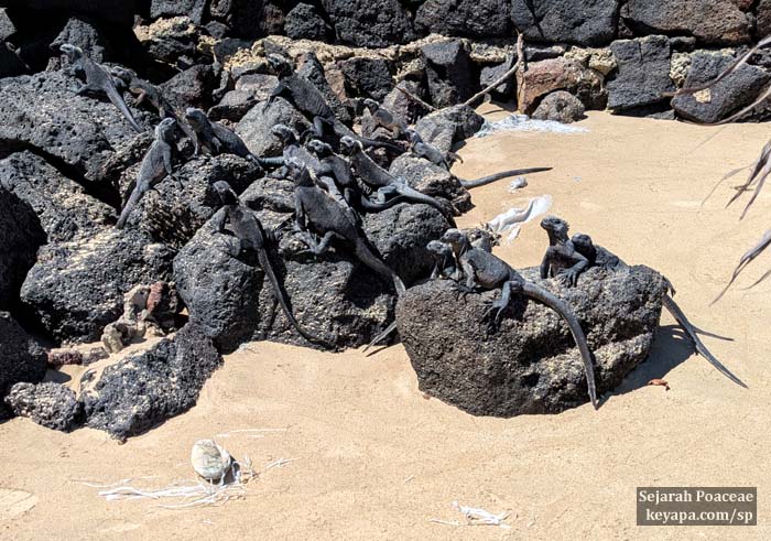 Baby marine iguanas can be found sunning themselves on the rocks in the beaches in Isla Isabela, Galapagos Islands.