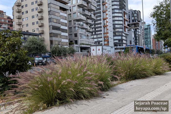 Exotic ornamental grasses (Cenchrus setaceus) at La Carolina neighborhood, Quito, Ecuador.