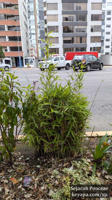 Exotic bamboo (Phyllostachys sp) at La Carolina neighborhood, Quito, Ecuador.