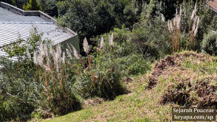 Cortaderia nitida line the hillsides as one goes up via the El TelefériQo at Quito.