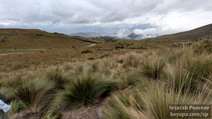 Cinnagrostis intermedia, Jarava ichu and other tussock grasses in the Páramo above Quito.
