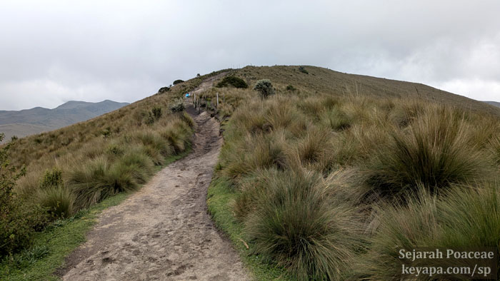 Cinnagrostis intermedia, Jarava ichu and other tussock grasses in the Páramo above Quito.