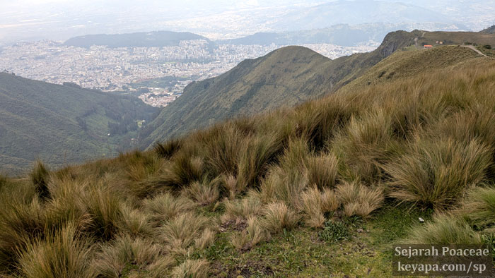 Cinnagrostis intermedia, Jarava ichu and other grasses in the Páramo look over Quito down below.