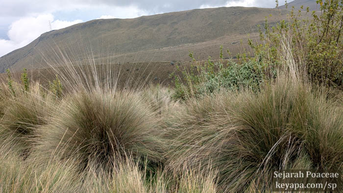 Cinnagrostis intermedia, Jarava ichu and other tussock grasses in the Páramo above Quito.