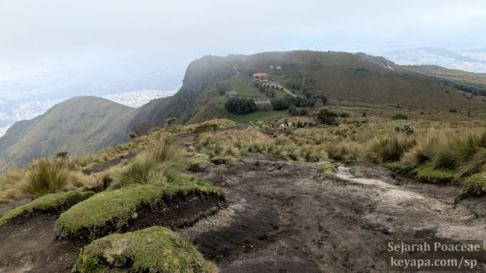 Cinnagrostis intermedia, Jarava ichu and other tussock grasses in the Páramo above Quito.