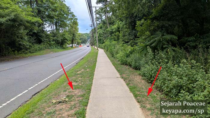 The "sidewalk prairies" on a busy local street.