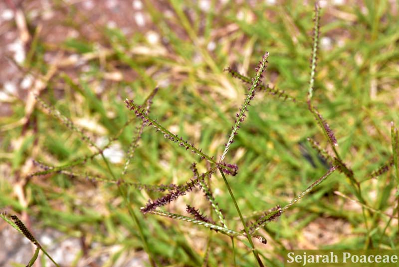 Cynodon dactylon (bermudagrass) near the cruise dock in Bermuda.