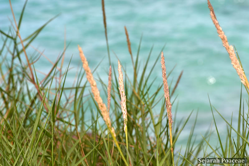 Sporobolus virginicus beach bumming in Bermuda.