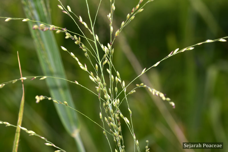 Megathyrsus maximus panicle of spikelets in Bermuda.