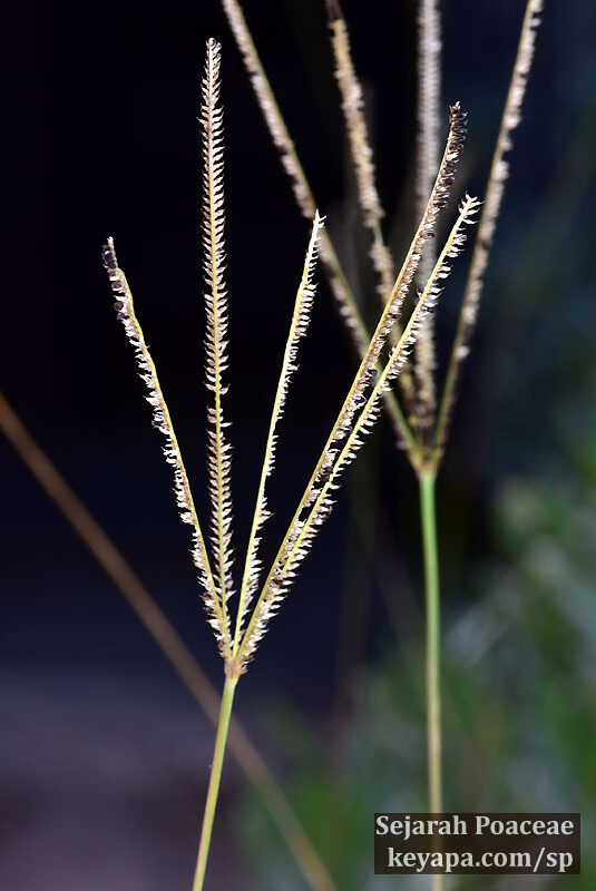 Eustachys petraea in Bermuda.