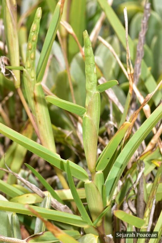 Stenotaphrum secundatum in Bermuda.