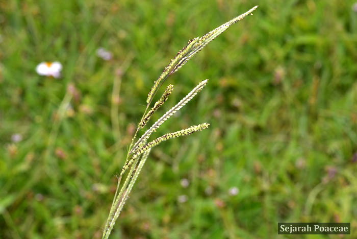 Paspalum urvillei (Vasey Grass) in Bermuda.