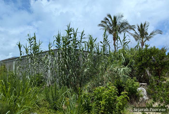 Arundo donax cluster vies for space with palm trees in some of the beaches of Bermuda.