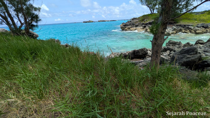 Sporobolus virginicus beach bumming in Bermuda.