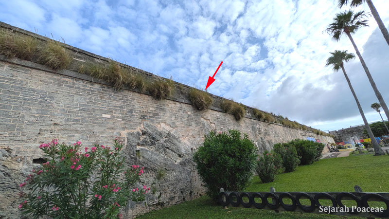 Cenchrus setaceus (fountaingrass) growing along walls in Royal Dockyard, Bermuda.