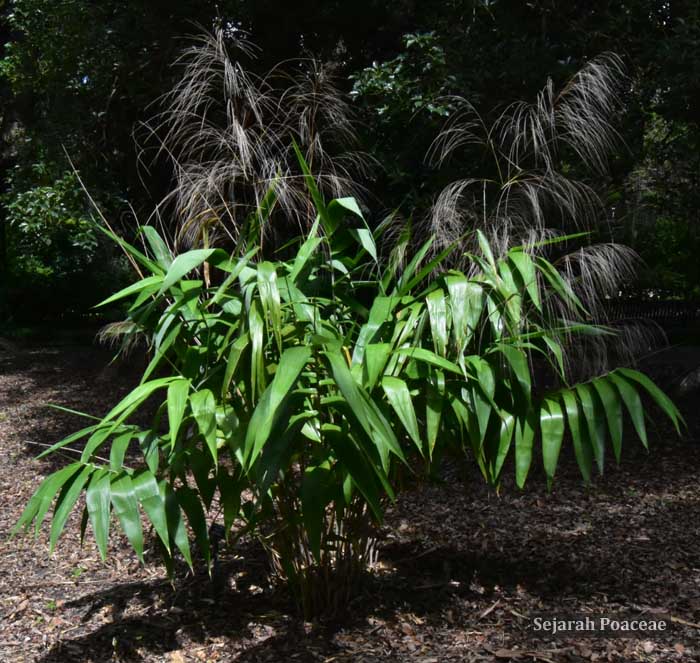 Thysanolaena latifolia at Harry P. Leu Botanical Gardens.