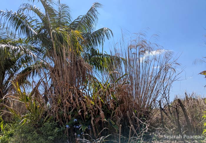 Damaged Thysanolaena latifolia after a Floridian cold spell in Disney World.
