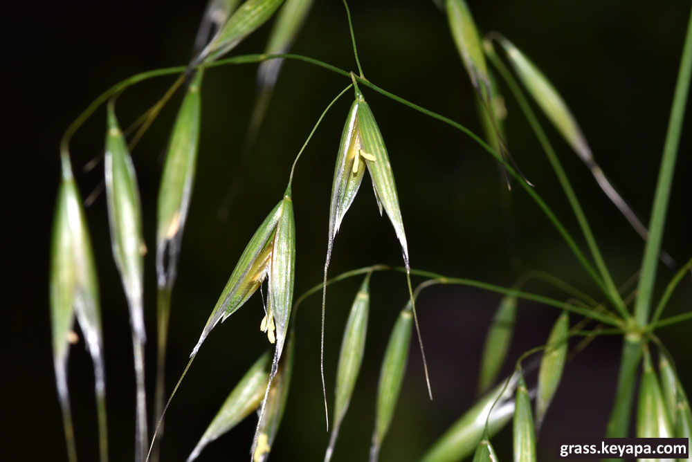 Defining Grasses: The Amazing Awns of Grasses