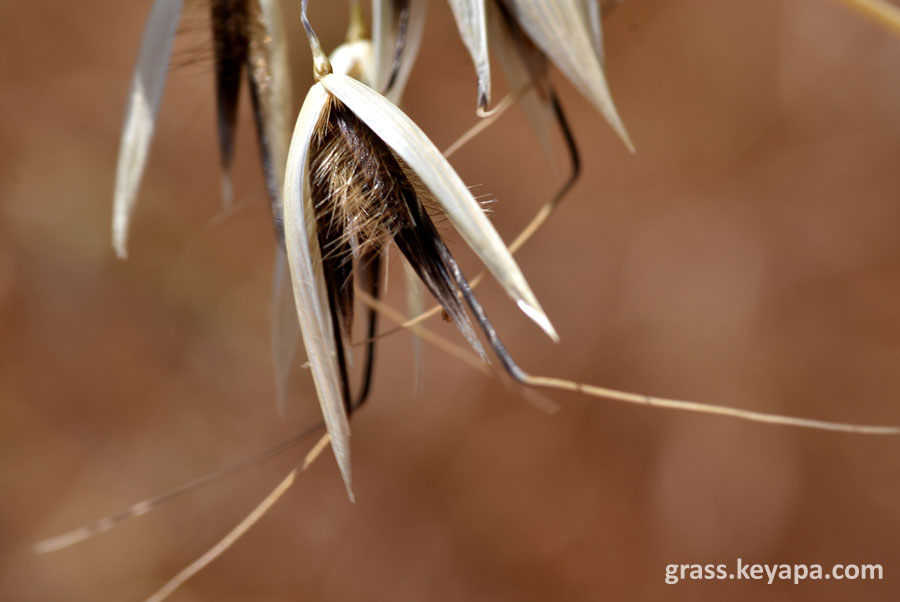 Avena fatua with geniculate (bent) awns rising from the lemma.