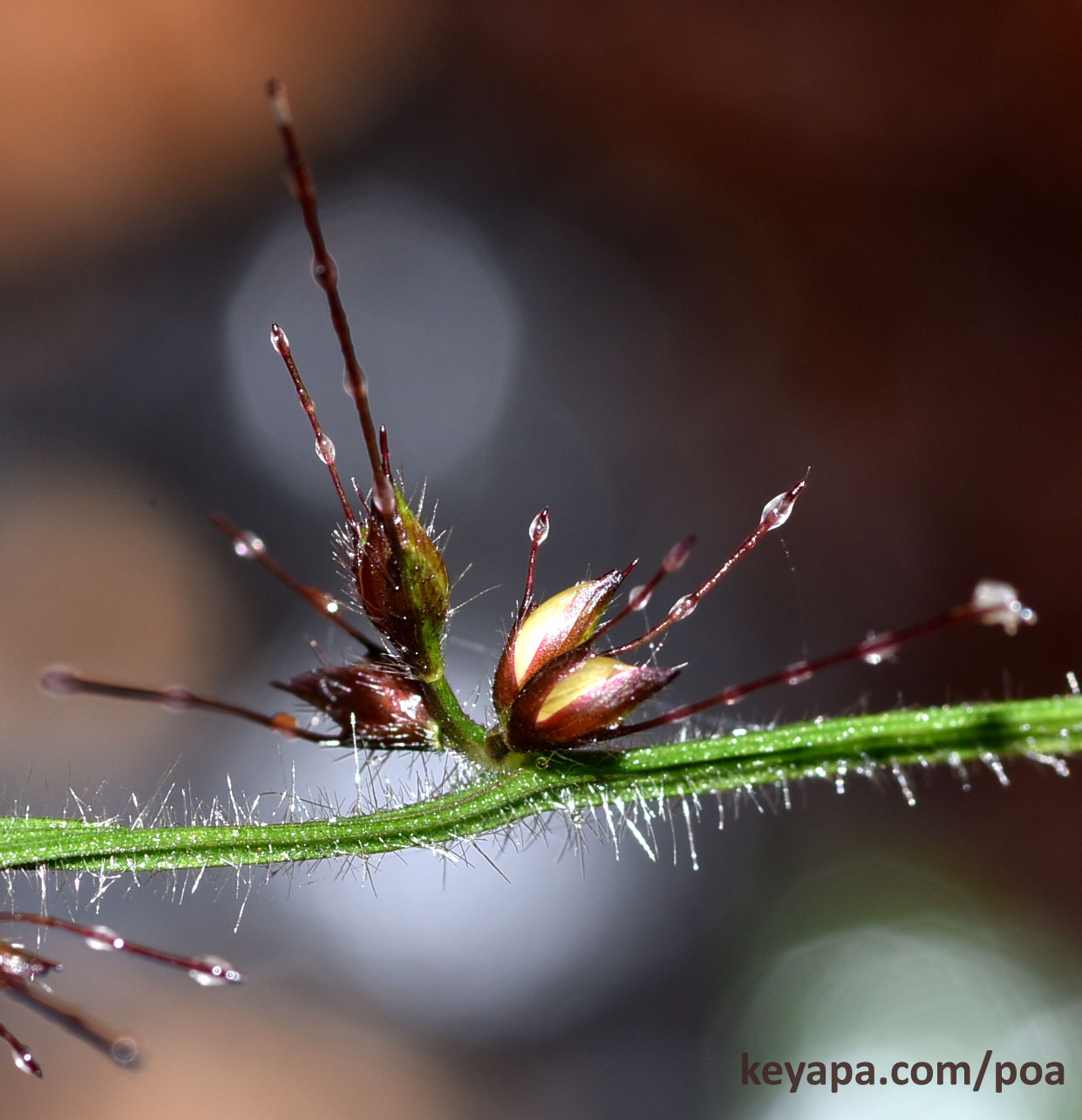 Defining Grasses: The Amazing Awns of Grasses