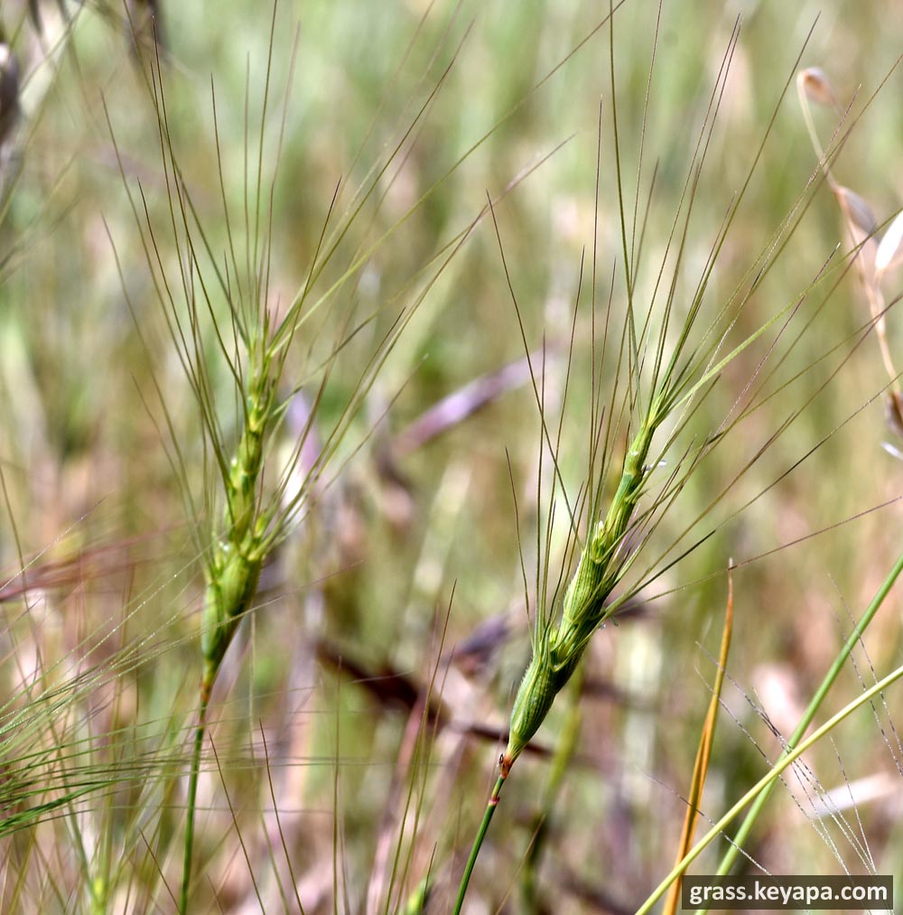 The long stiff awns of Aegylops triuncialis are covered with minute barbs that may help in attaching the diaspores to passing animals. They can also physically injure large animals.