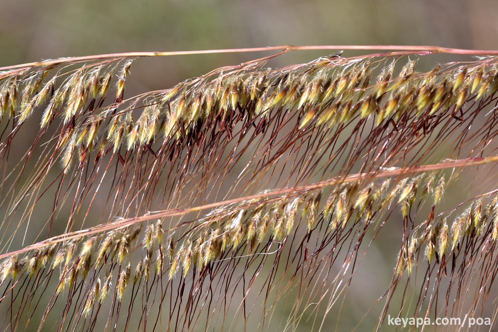 The long stiff awns of Sorghastrum secundum.