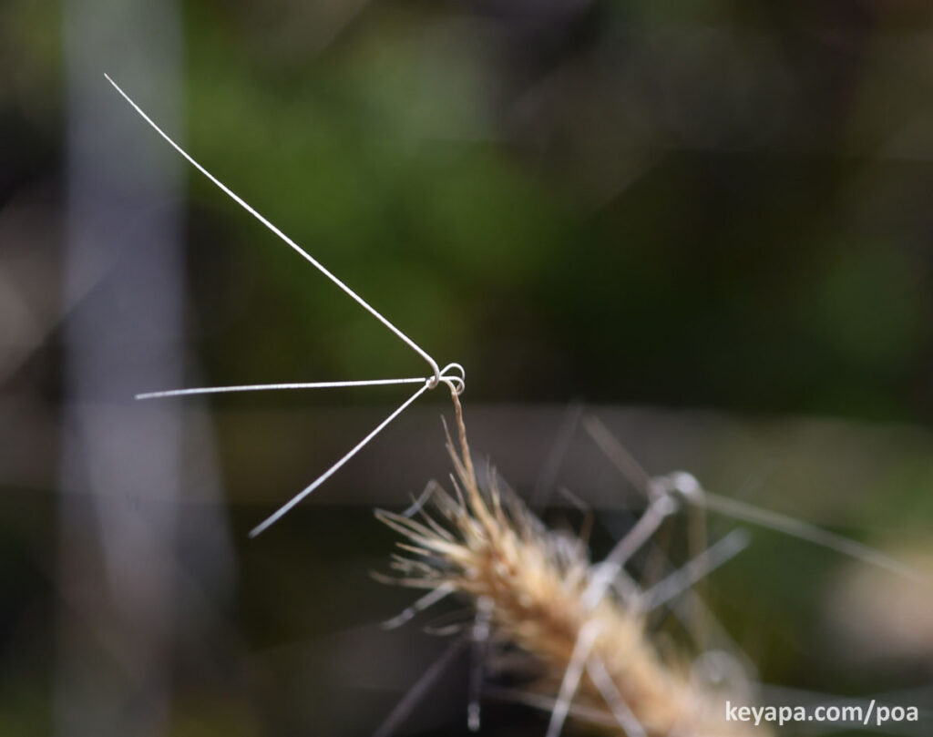 Aristida beyrichiana (A. stricta) with coiled awns.