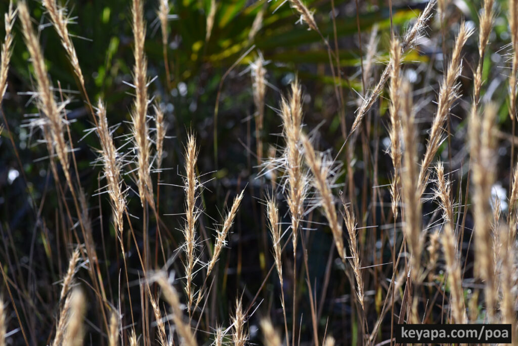 Aristida beyrichiana (A. stricta) with twisted awns.