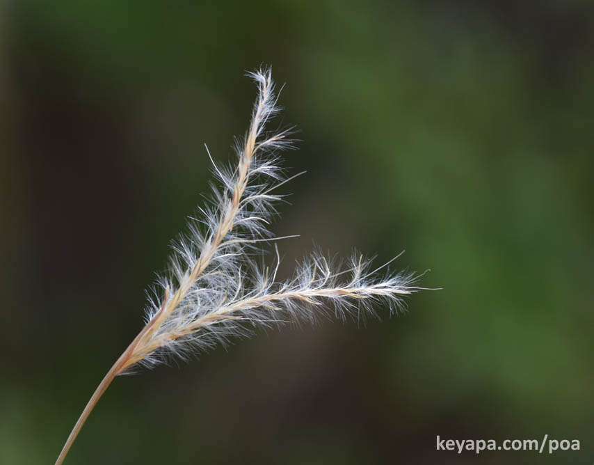 Andropogon ternarius (syn. Andropogon cabanisii)