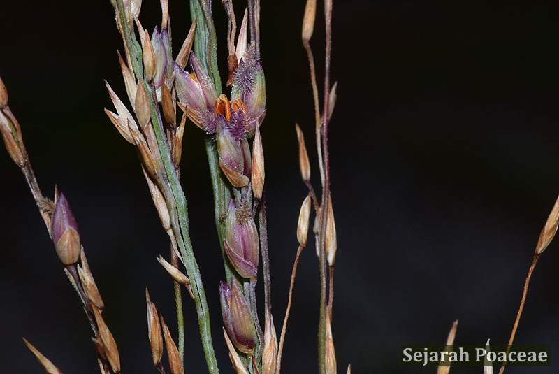 Panicum amarum spikelets with orange stamens and purple stigmas (Anna Maria Island, Florida).