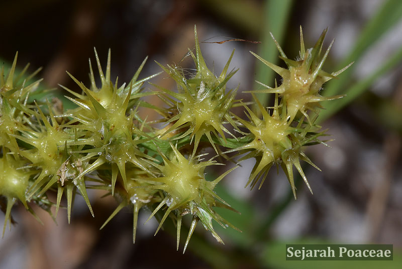 Cenchrus spinifex burs in Anna Maria Island, Florida.