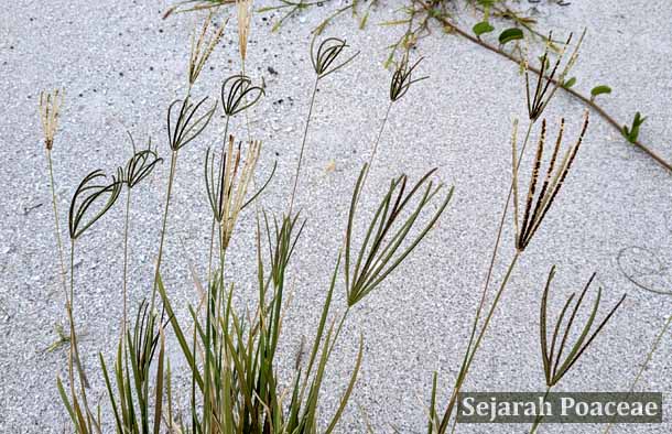 Eustachys petraea in Anna Maria Island, Florida.